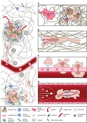 The Cancer Microenvironment: Mechanical Challenges of the Metastatic Cascade